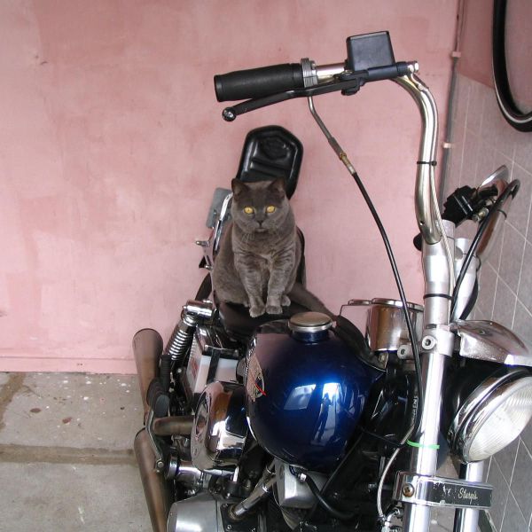 Huisdierenoppas Liesbeth uit Roosendaal