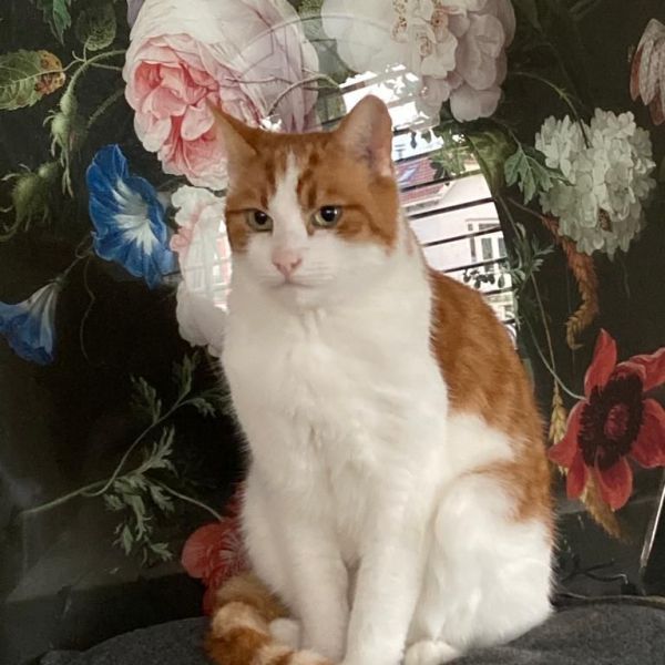 Simba, Nala uit Amstelveen zoekt een Kattenoppas