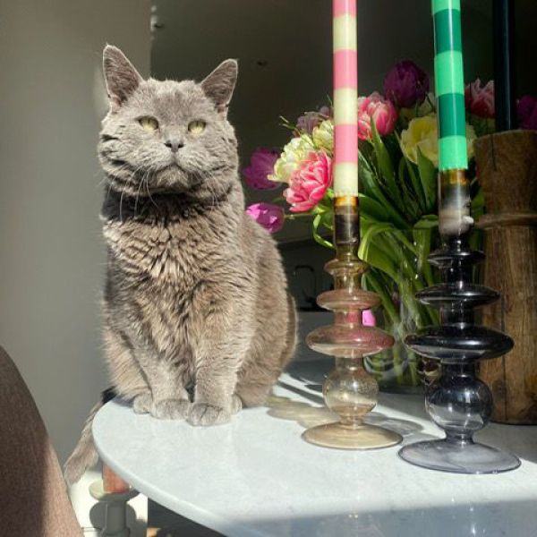 Floki uit Amsterdam zoekt een Kattenoppas