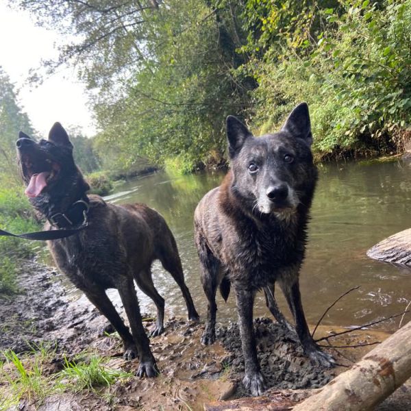 Spijker (rechts), Bambi (links) uit Eindhoven zoekt een Hondenoppas