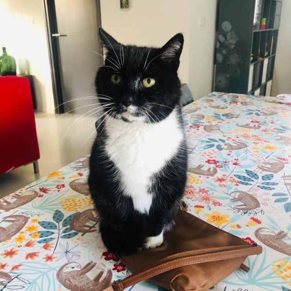 Moustache uit Waspik zoekt een Kattenoppas