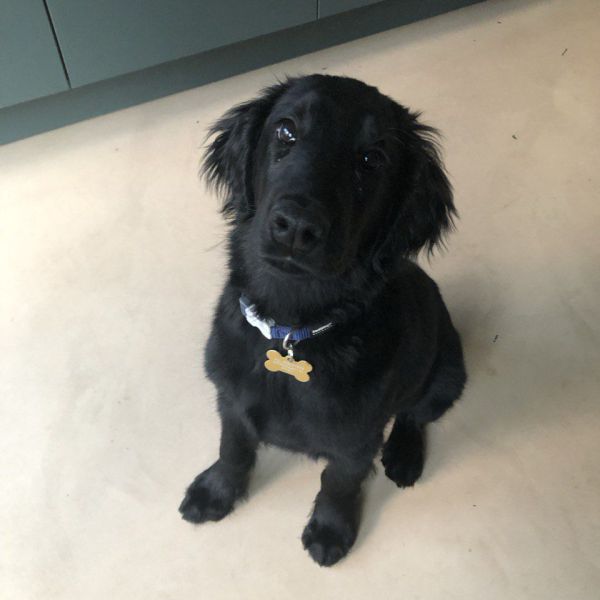 Roxy uit Ermelo zoekt een Hondenoppas