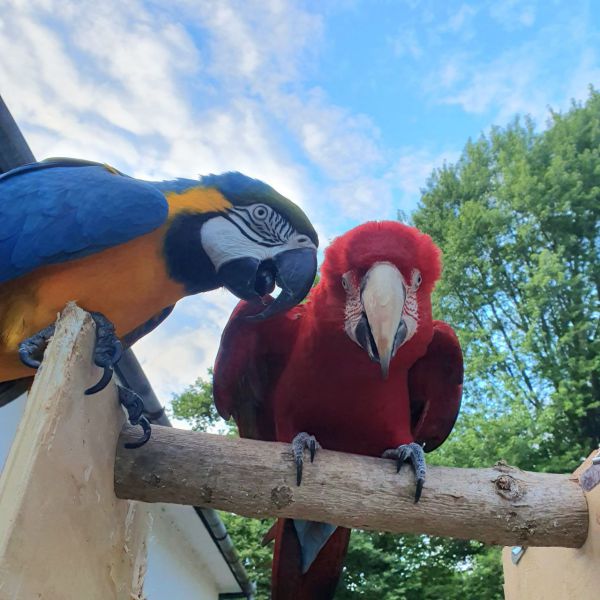 Rico  & Batje uit Gruitrode zoekt een Vogeloppas