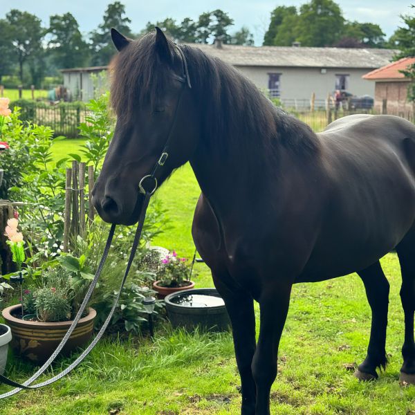Paardenverzorger Renate uit Rheden