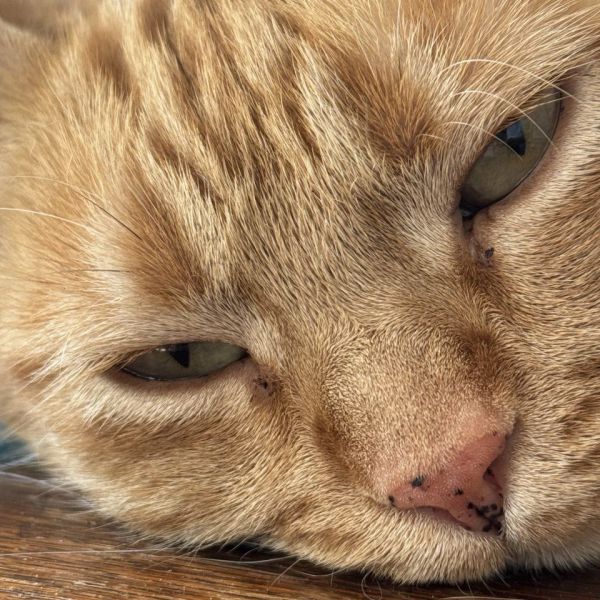 Matilda, Ziggy uit Utrecht zoekt een Kattenoppas