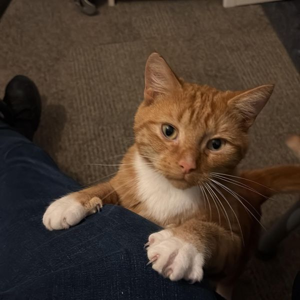 Huisdierenoppas Nick uit Nijmegen