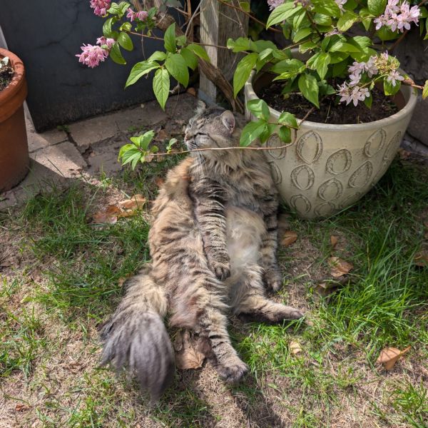 Noof uit Tilburg zoekt een Kattenoppas