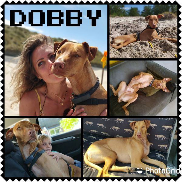 Dobby uit Eelde zoekt een Hondenoppas