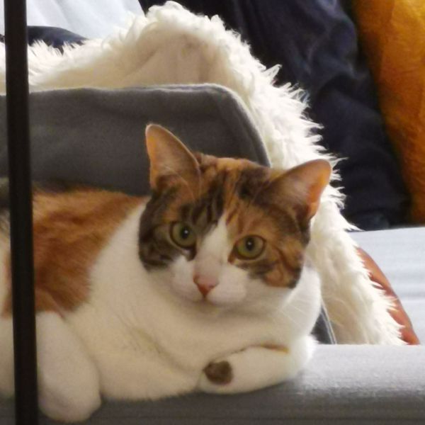 Pien, Saartje uit Breda zoekt een Kattenoppas