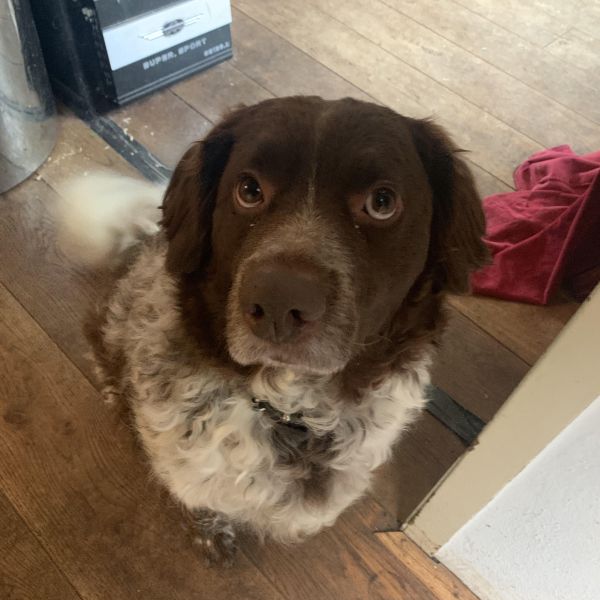 Huisdierenoppas Nikky uit Groningen