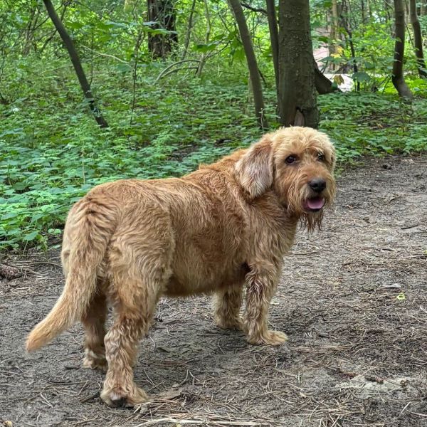 Pip uit Oegstgeest zoekt een Hondenoppas