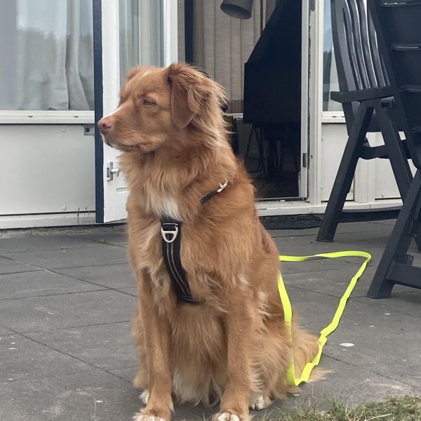 Pippi uit Helmond zoekt een Hondenoppas