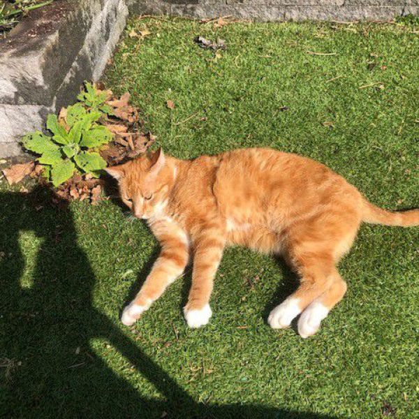 Poekie uit Hooglanderveen zoekt een Kattenoppas