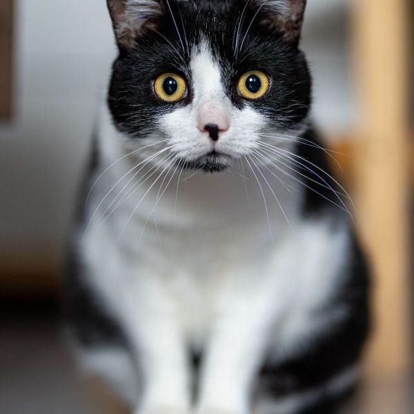 Pom uit Nijmegen zoekt een Kattenoppas