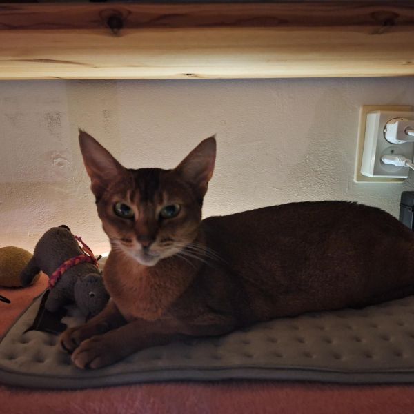 Pumpkin uit Amsterdam zoekt een Kattenoppas