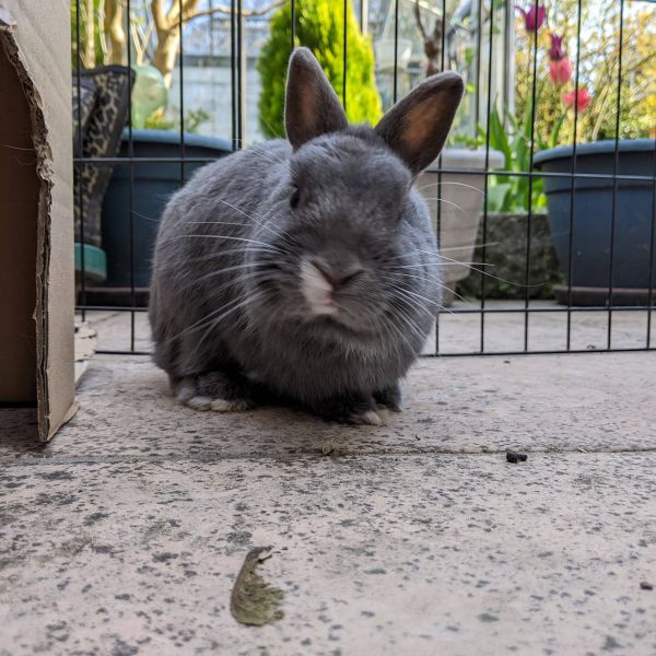 Binky, Layla uit Nigtevecht zoekt een Knaagdierenoppas