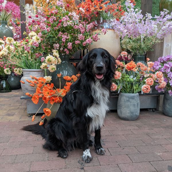 Lilly uit Gendt zoekt een Hondenoppas