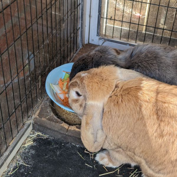 Pip en Max uit Hoofddorp zoekt een Knaagdierenoppas