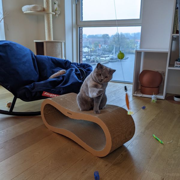 Lili, Selah Sue uit Amsterdam zoekt een Kattenoppas