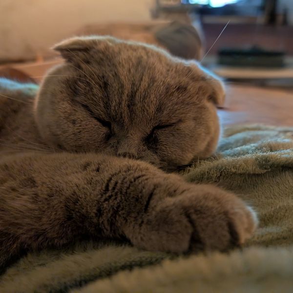 Druif uit Zwolle zoekt een Kattenoppas