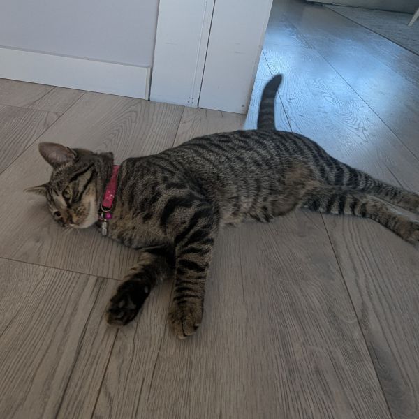 Zita, Flip uit Hoofddorp zoekt een Kattenoppas