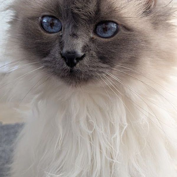 Aine, Bibi uit Naarden zoekt een Kattenoppas