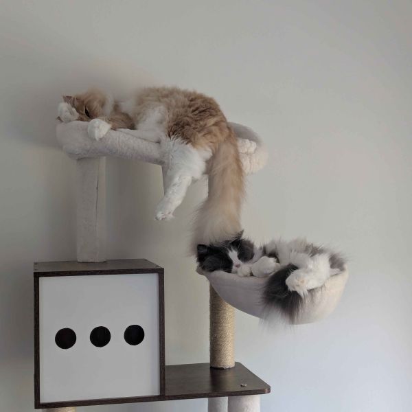 Eros, Beau uit Linne zoekt een Kattenoppas