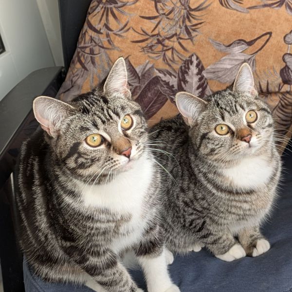 Charly, Daisy uit Almere zoekt een Kattenoppas