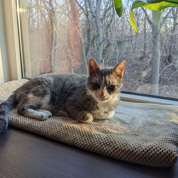Pip uit Castricum zoekt een Kattenoppas