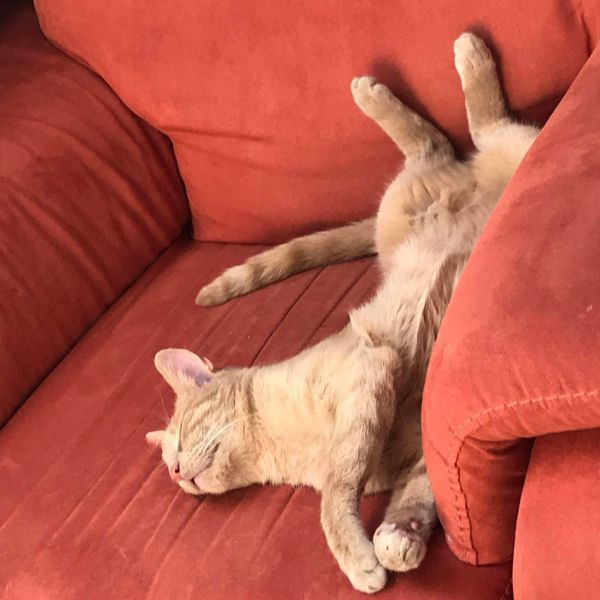 Tiger uit Beek zoekt een Kattenoppas