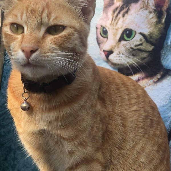 Suntala, Mama uit Den Bosch zoekt een Kattenoppas
