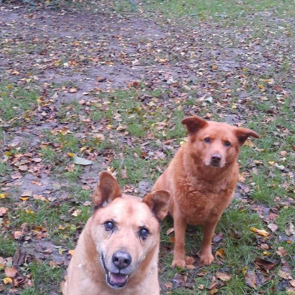 Robbie & Pepa uit Genemuiden zoekt een Hondenoppas