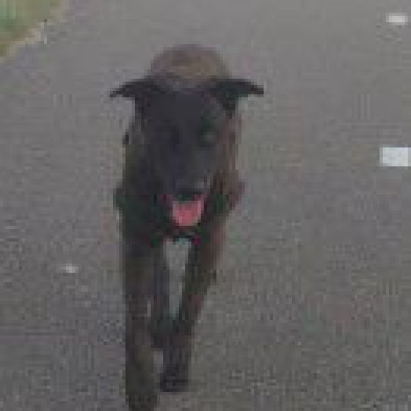 Rocky uit Bergschenhoek zoekt een Hondenoppas