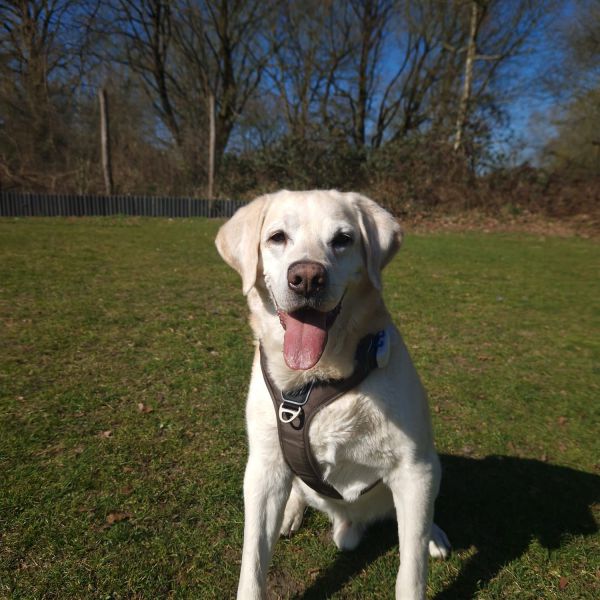 Rocky uit Veenendaal zoekt een Hondenoppas