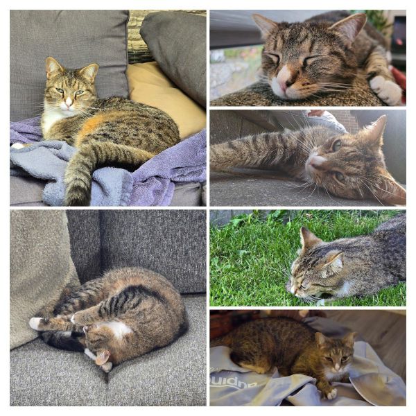 Ron, Ginny uit Rhenen zoekt een Kattenoppas