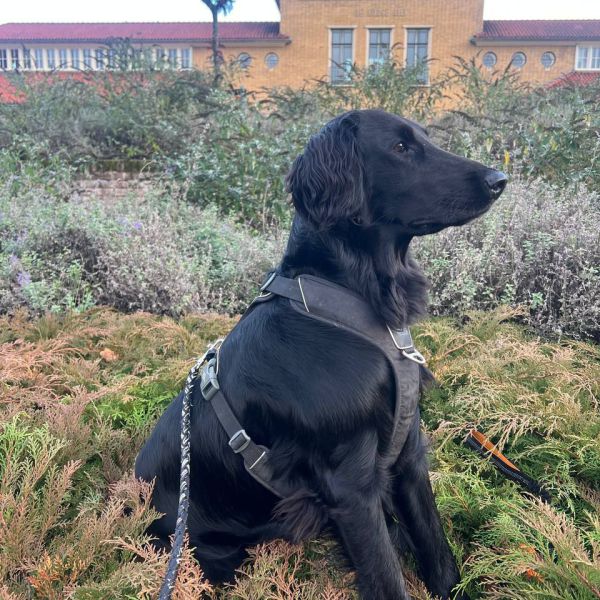 Roxy uit Ermelo zoekt een Hondenoppas