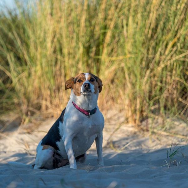 Roxy, Molly uit Baarn zoekt een huisdierenoppas