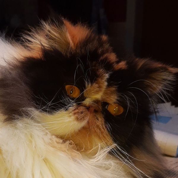 Saartje, Lizzy uit Schaijk zoekt een Kattenoppas