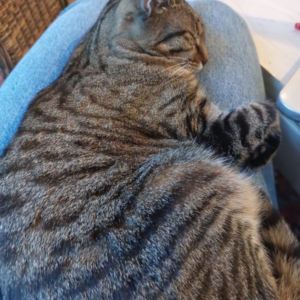 Sally uit Amsterdam zoekt een Kattenoppas