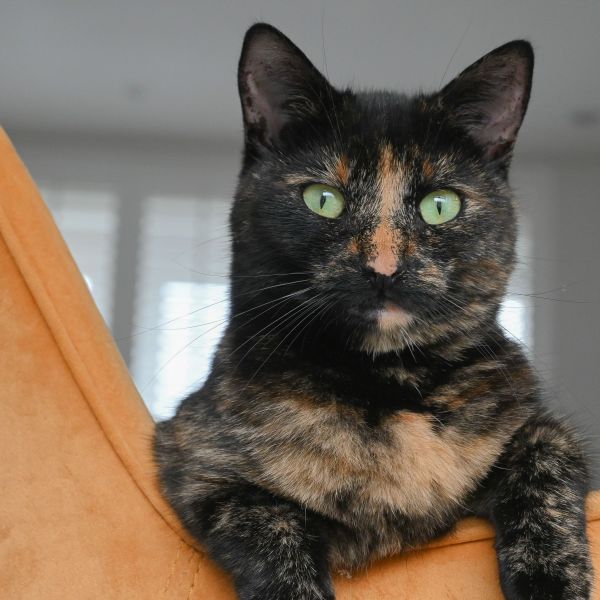 Sari uit Heel zoekt een Kattenoppas