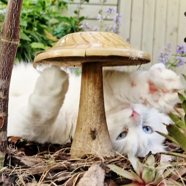 Leah uit Hattem zoekt een Kattenoppas