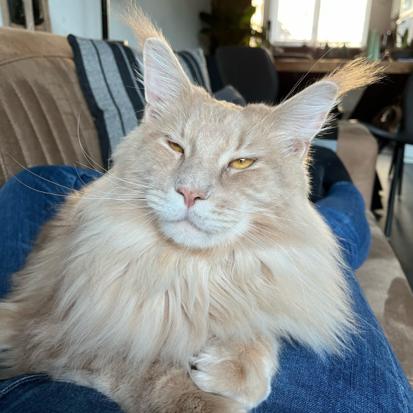 Duccio, Koekie, Hera uit Heerhugowaard zoekt een Kattenoppas