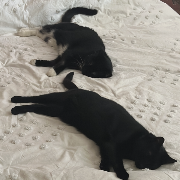 Kees, Nala uit Zwolle zoekt een Kattenoppas
