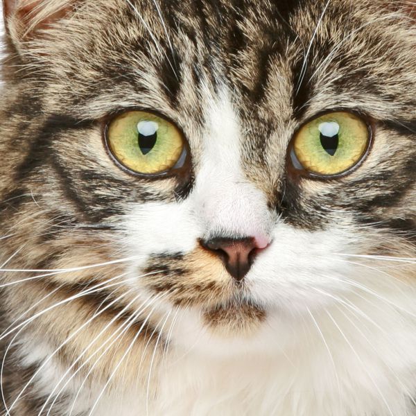 Gizmo uit Houten zoekt een Kattenoppas