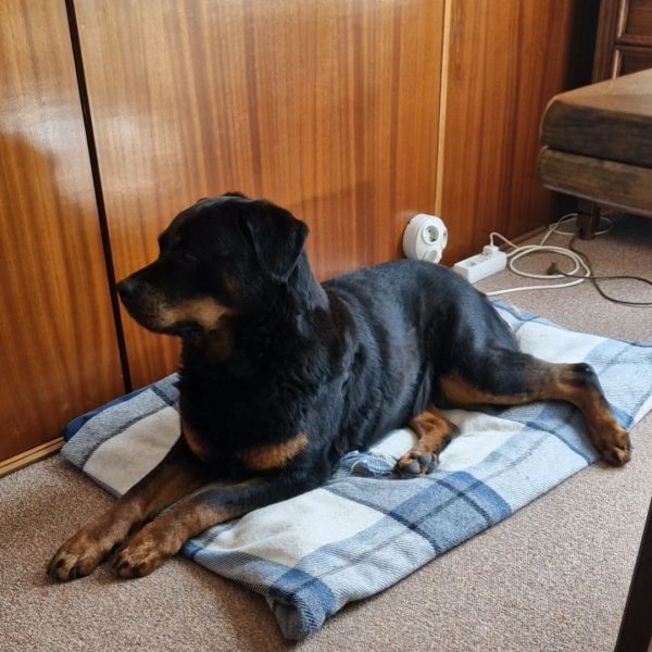 Max uit Rheden zoekt een Hondenoppas