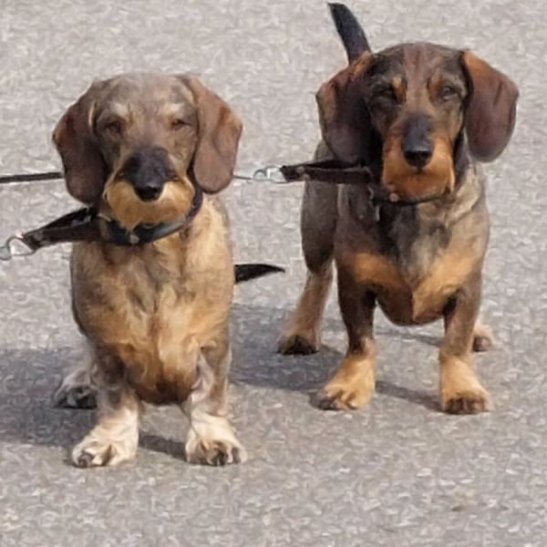 Tess, Bruno uit Helmond zoekt een Hondenoppas