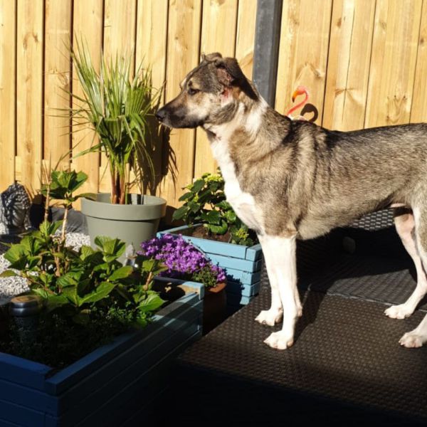 Yindee, Kleinie en tijgie en crumpy uit Haarlem zoekt een huisdierenoppas