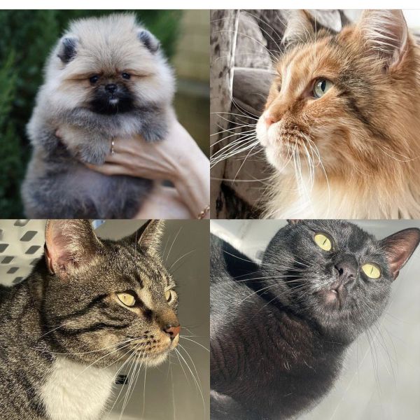 Rocky, Simba, Gizmo uit Asten zoekt een Kattenoppas