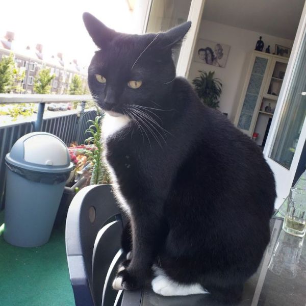 Rex uit Ijmuiden zoekt een Kattenoppas