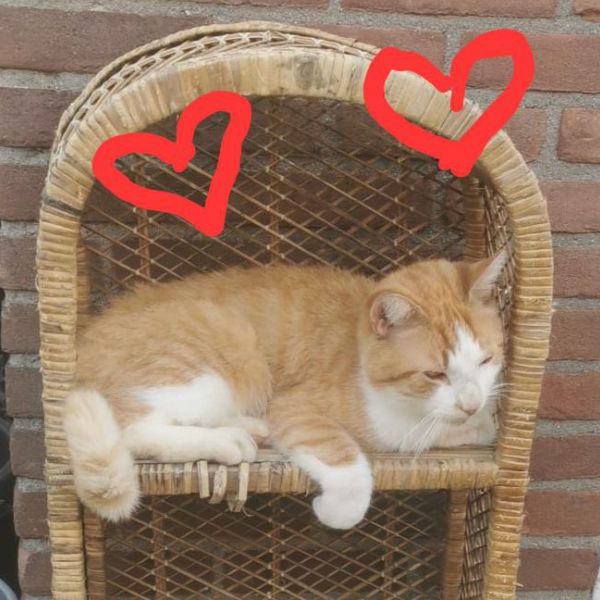 Guus, Sam uit Wageningen zoekt een Kattenoppas